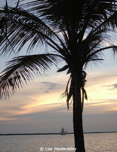 A palm & some pastels. Evening shot off Bari Reef. by Lisa Hinderlider 